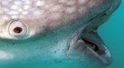 Rhincodon typus