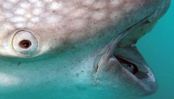 Rhincodon typus
