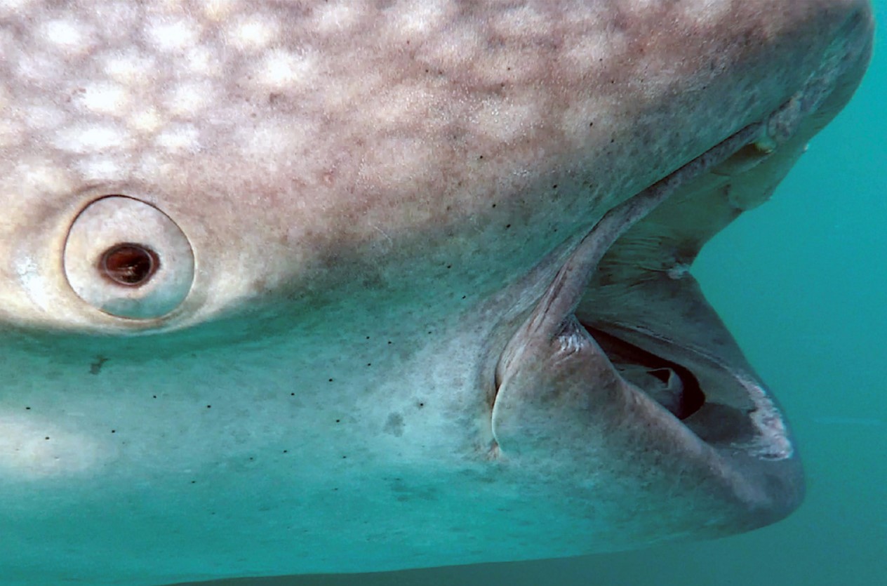 Rhincodon typus