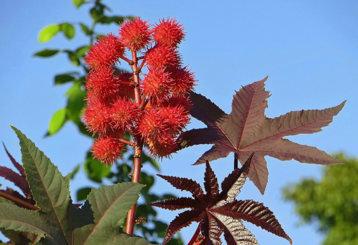 mirakelplante (Ricinus communis)