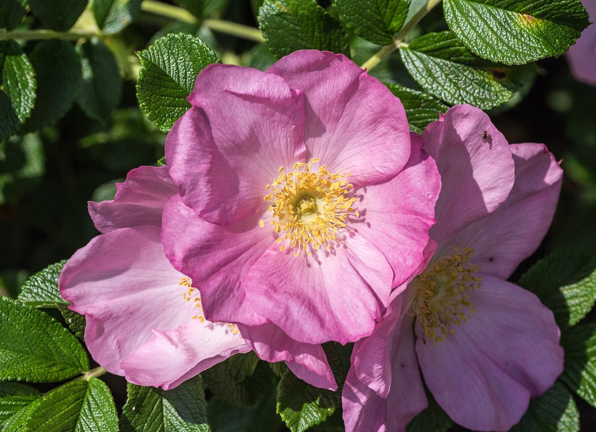 Rosa 'Fru Dagmar Hastrup'