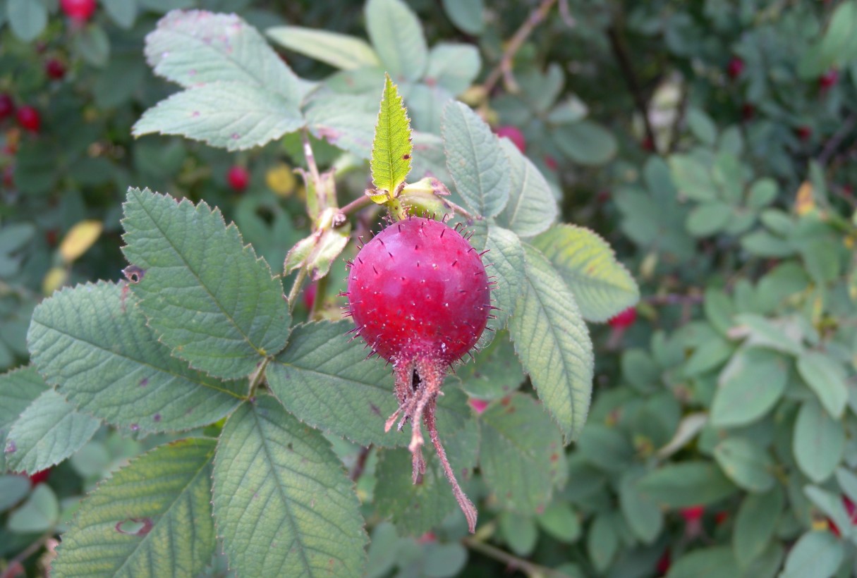 Rosa villosa