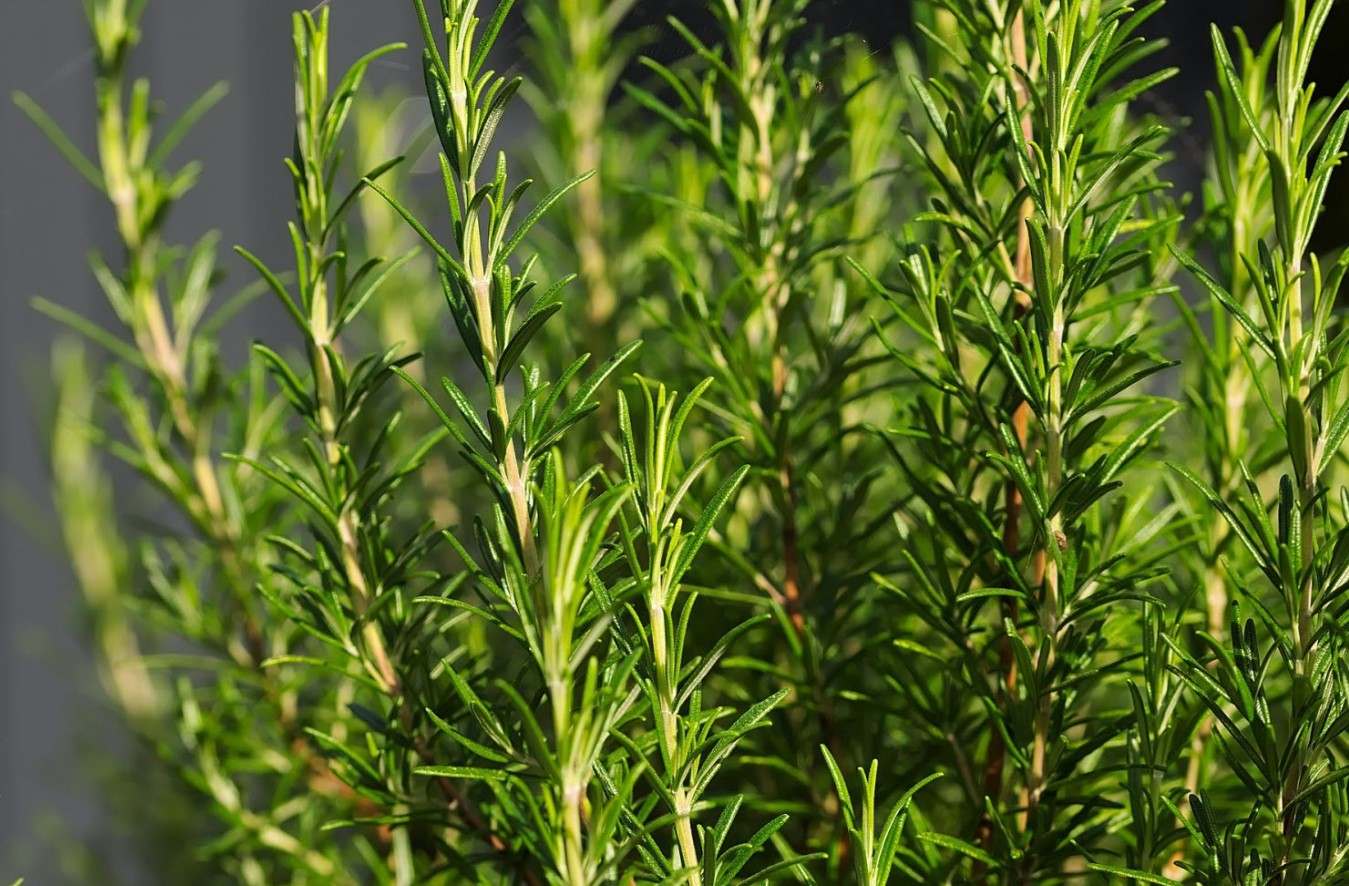 Rosmarinus officinalis
