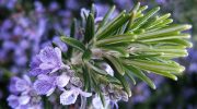 Rosmarinens aromatiske kraft: naturligt middel mod stress, hukommelse og fordøjelse har også anvendelse i feng shui