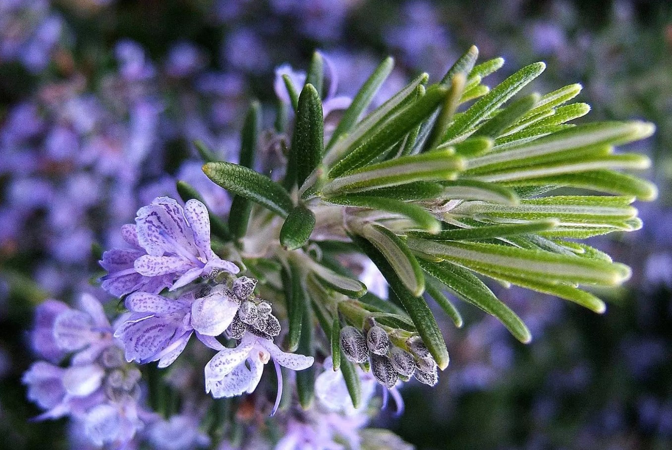 Rosmarinens aromatiske kraft: naturligt middel mod stress, hukommelse og fordøjelse har også anvendelse i feng shui