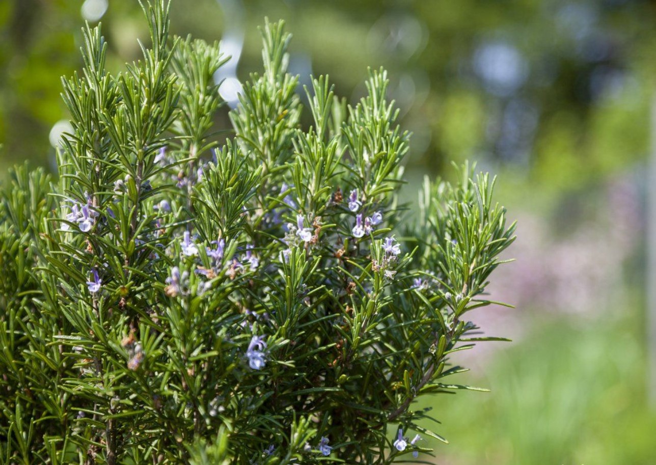 Rosmarinens aromatiske kraft: naturligt middel mod stress, hukommelse og fordøjelse har også anvendelse i feng shui