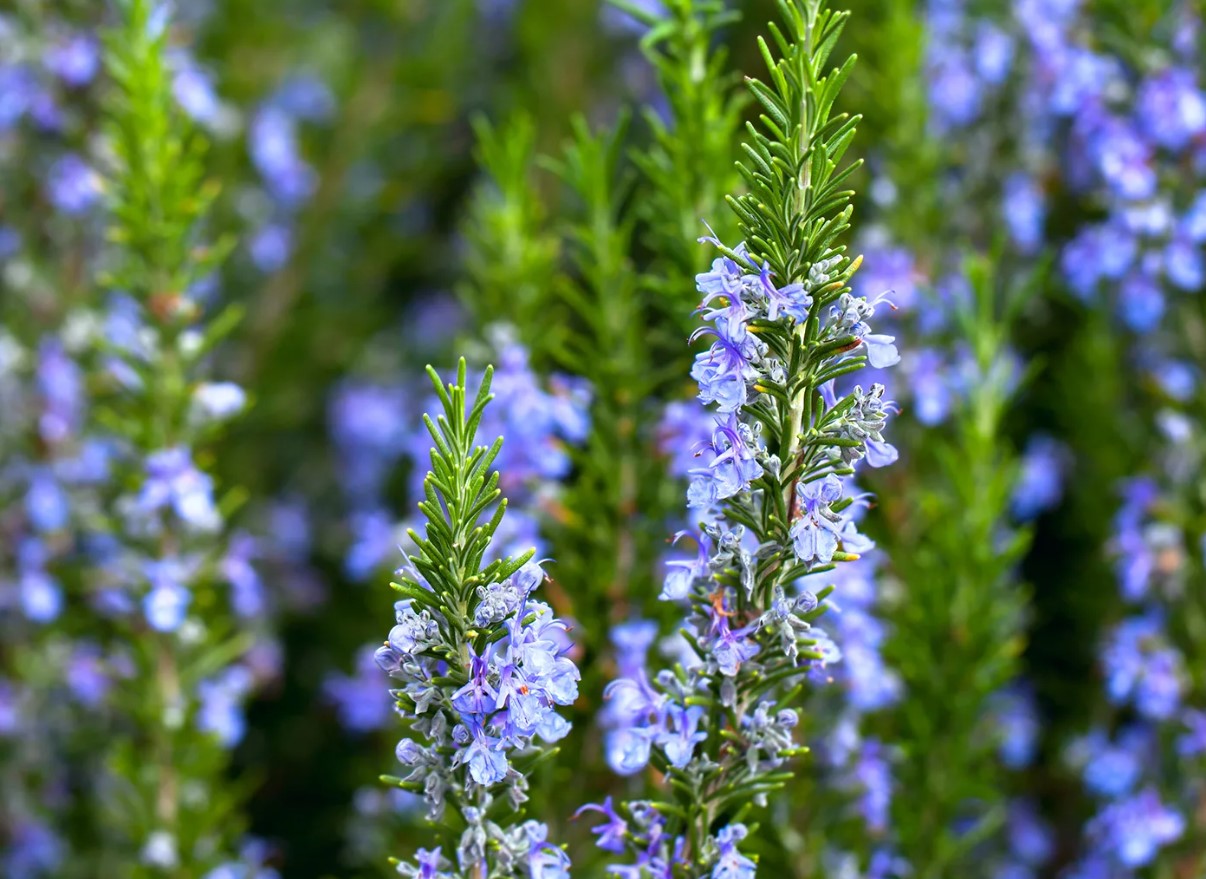 Rosmarinens aromatiske kraft: naturligt middel mod stress, hukommelse og fordøjelse har også anvendelse i feng shui