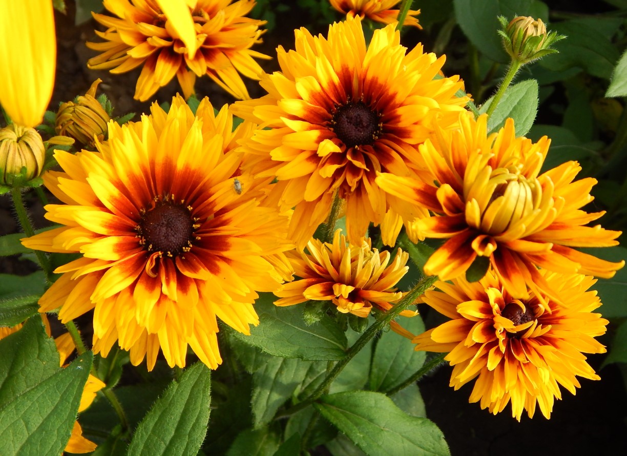 Monty Don siger, at haveblomster blomstrer bedre end de har gjort 'i lang tid'