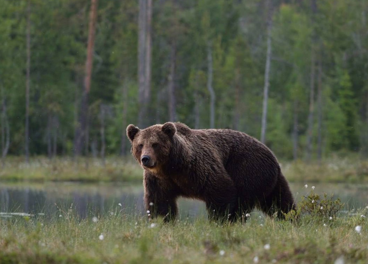 Russisk bjørn, der lever efter en fast rutine: et rovdyr med en munks vaner