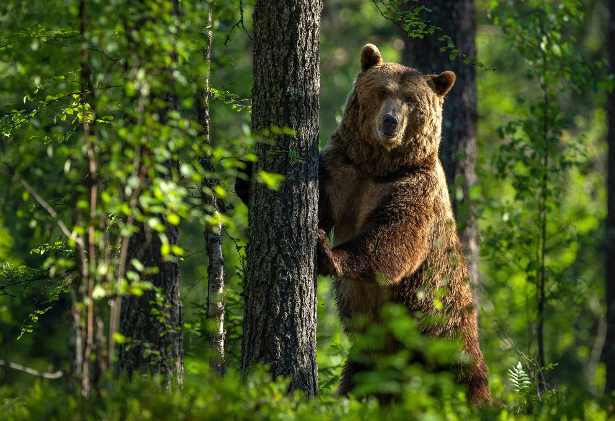 Russisk bjørn, der lever efter en fast rutine: et rovdyr med en munks vaner
