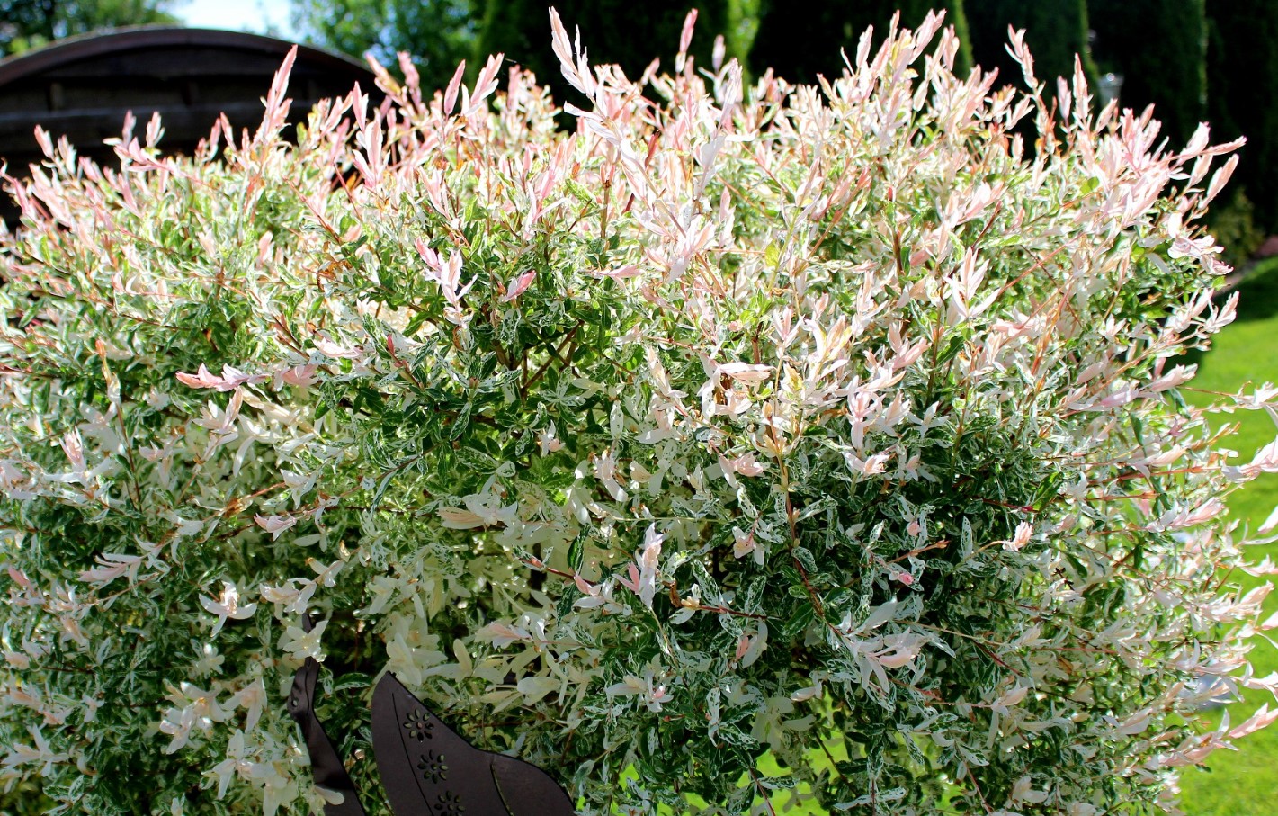 Japansk pil Hakuro – alt, hvad du behøver at vide. Plantning, pleje, anvendelse