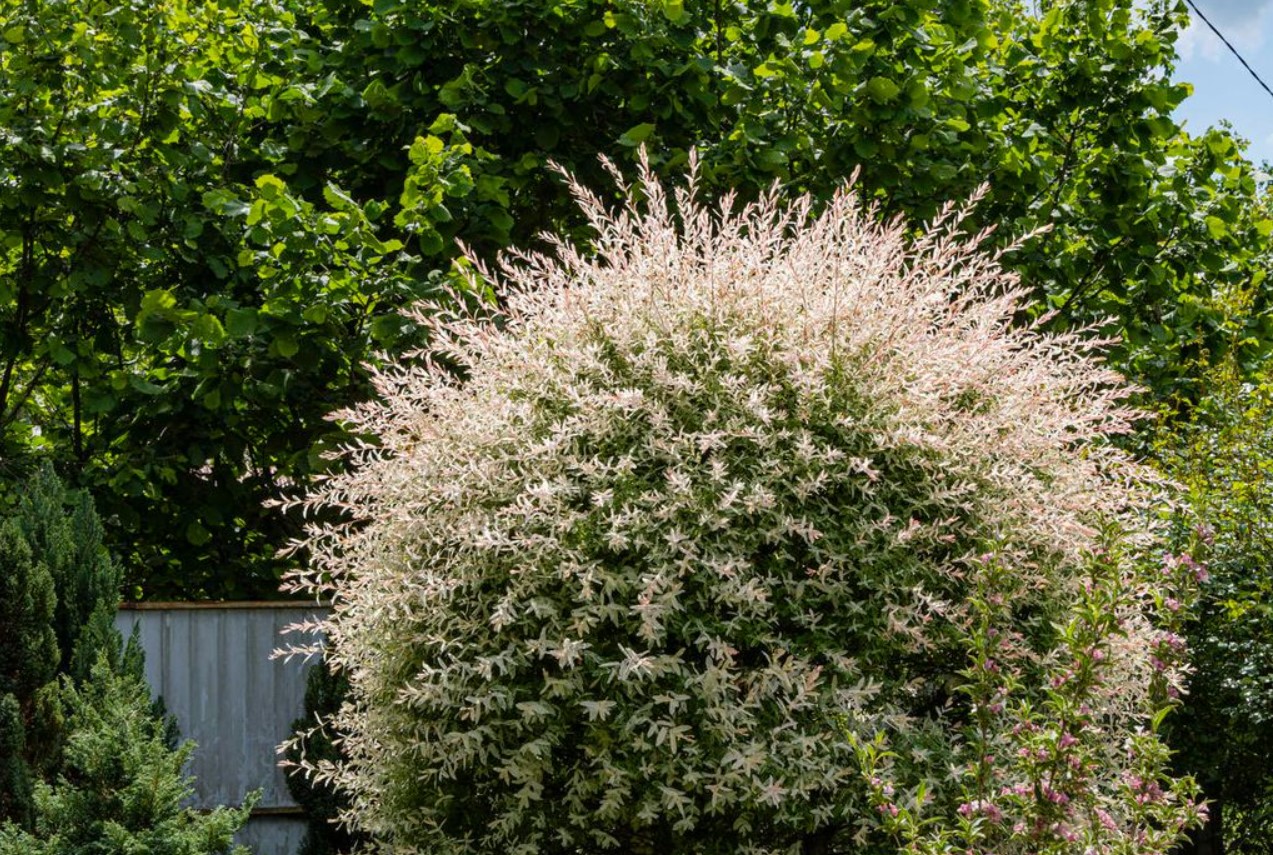 Japansk pil Hakuro – alt, hvad du behøver at vide. Plantning, pleje, anvendelse