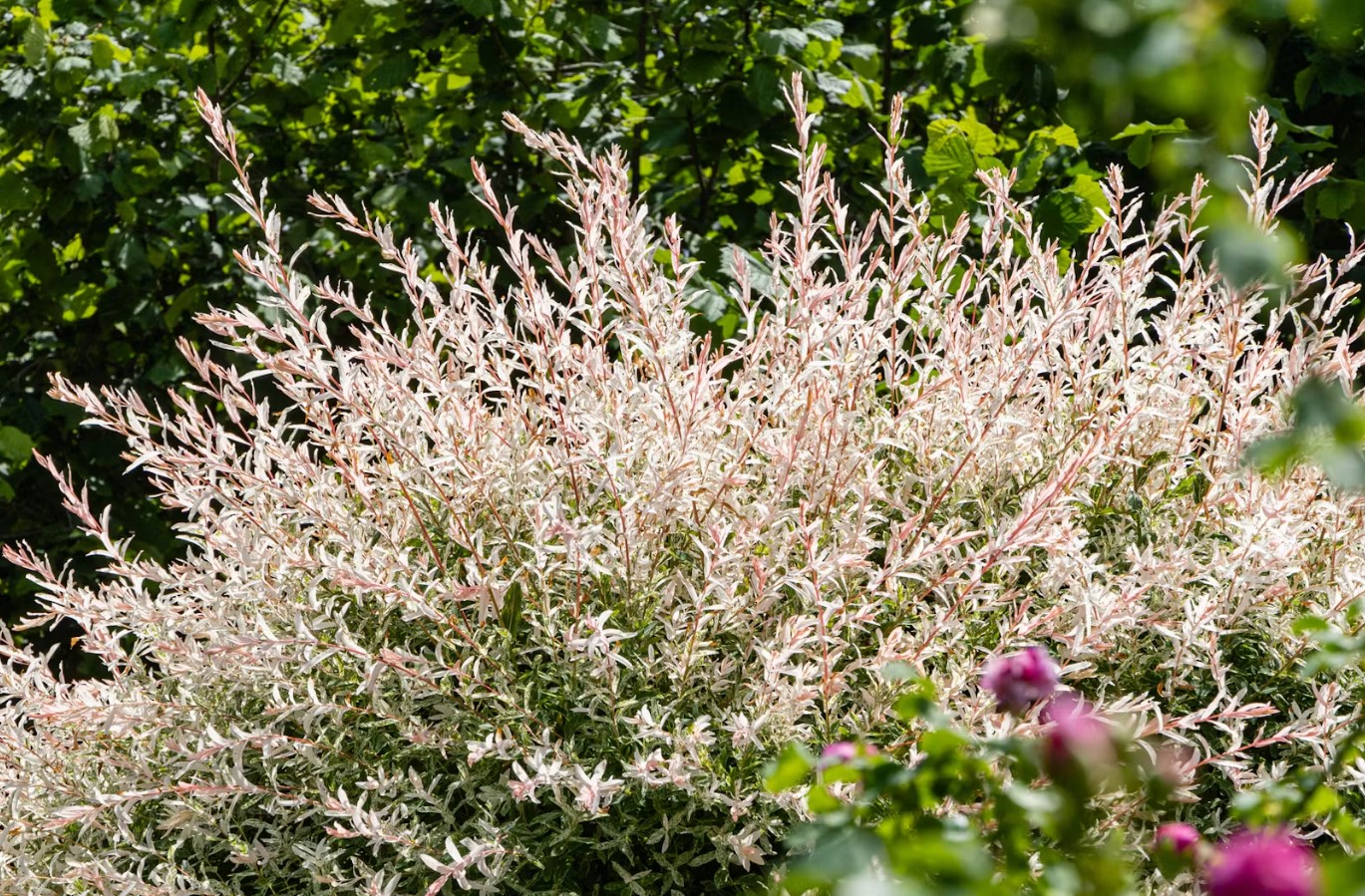 Japansk pil Hakuro – alt, hvad du behøver at vide. Plantning, pleje, anvendelse