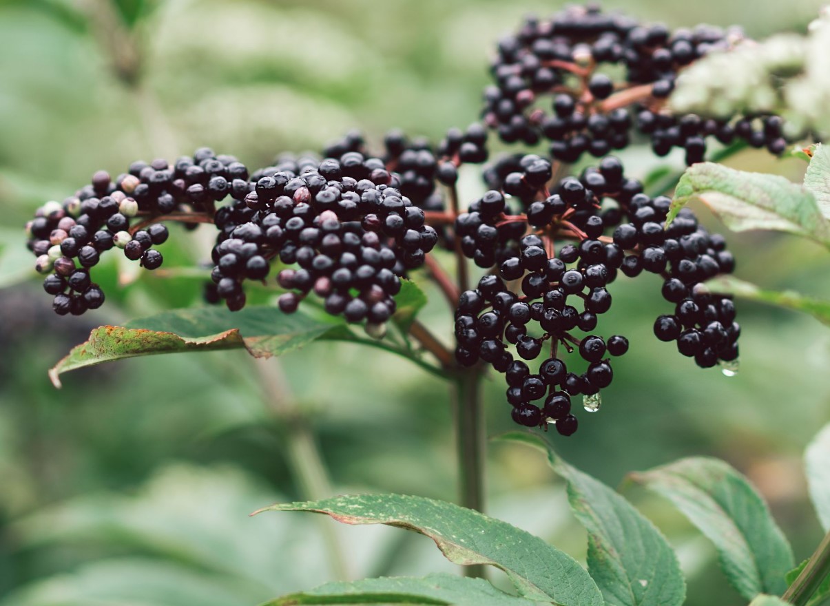 Sambucus nigra