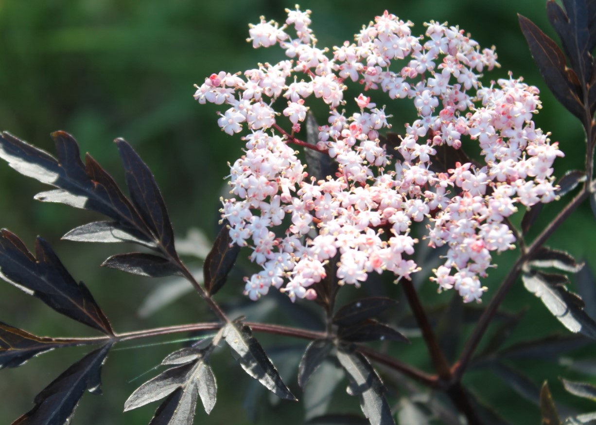 Sambucus nigra