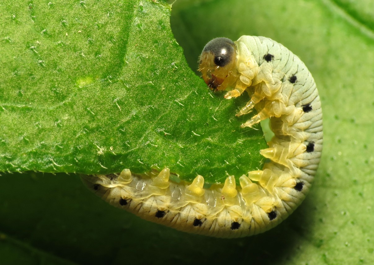 Sådan holder du de irriterende grønne insekter – også kendt som savhvepslarver – væk fra dine roser