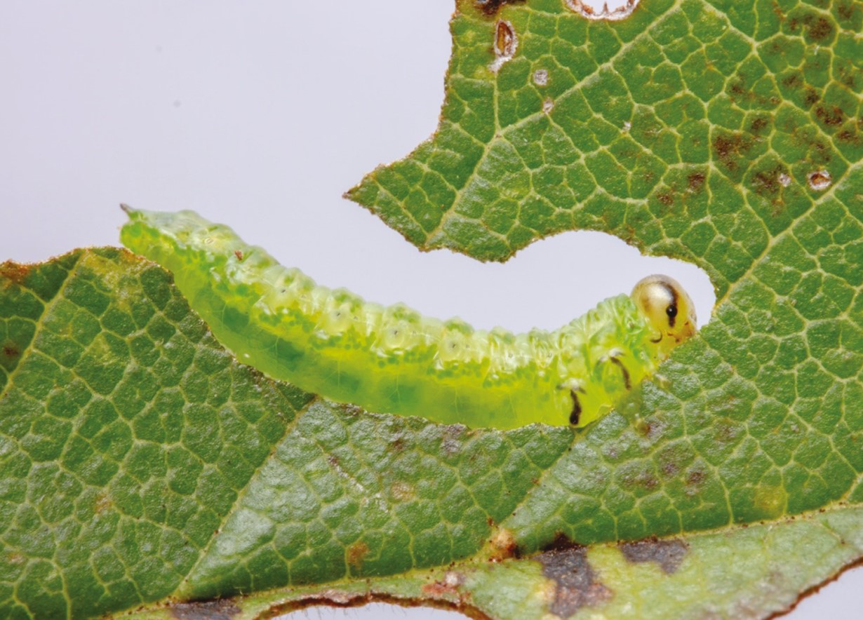 Sådan holder du de irriterende grønne insekter – også kendt som savhvepslarver – væk fra dine roser