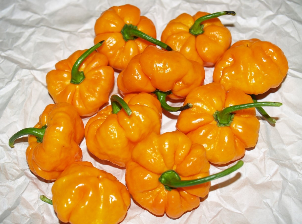 Scotch Bonnet (150.000-300.000 SHU)