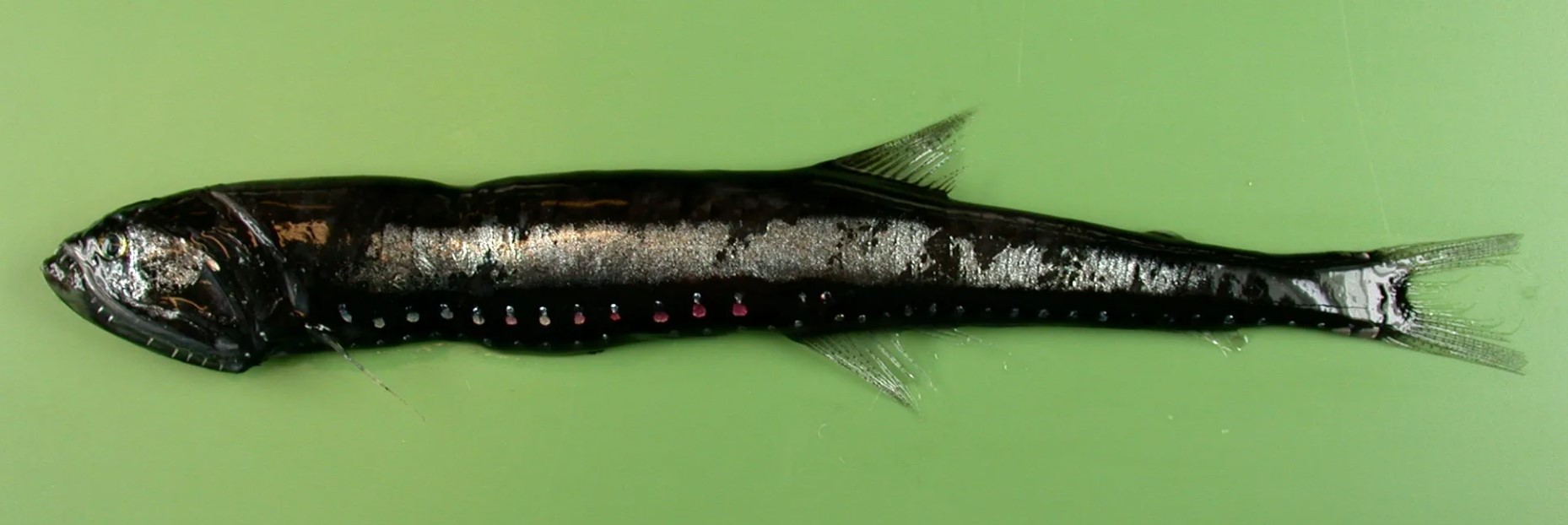 Forskere har opdaget en ultra-sort fisk. Den har næsten indhentet 'verdens mørkeste materiale' lavet af nanorør