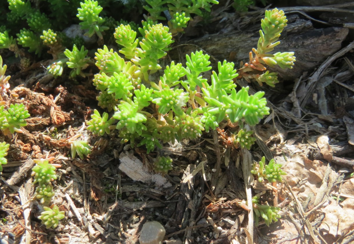 Sedum sexangulare