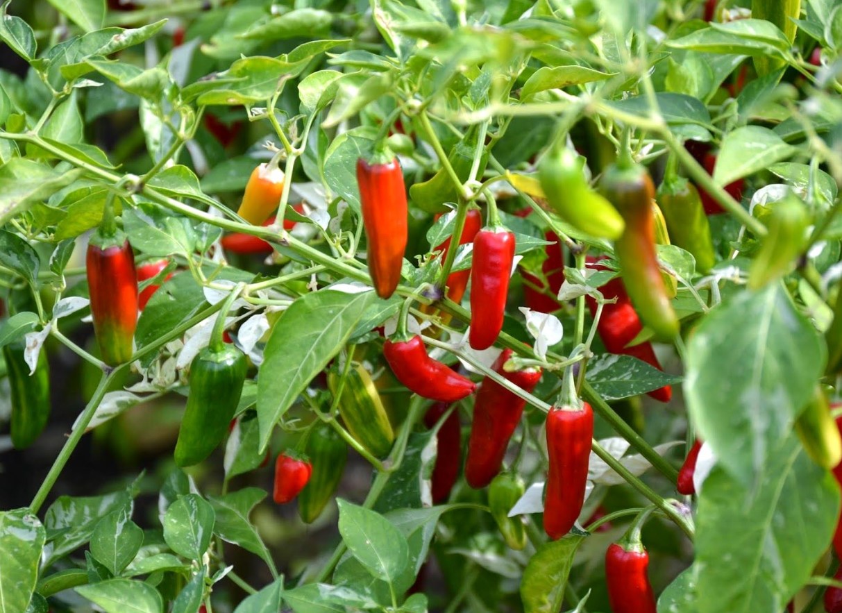 Serrano (10.000-25.000 SHU)