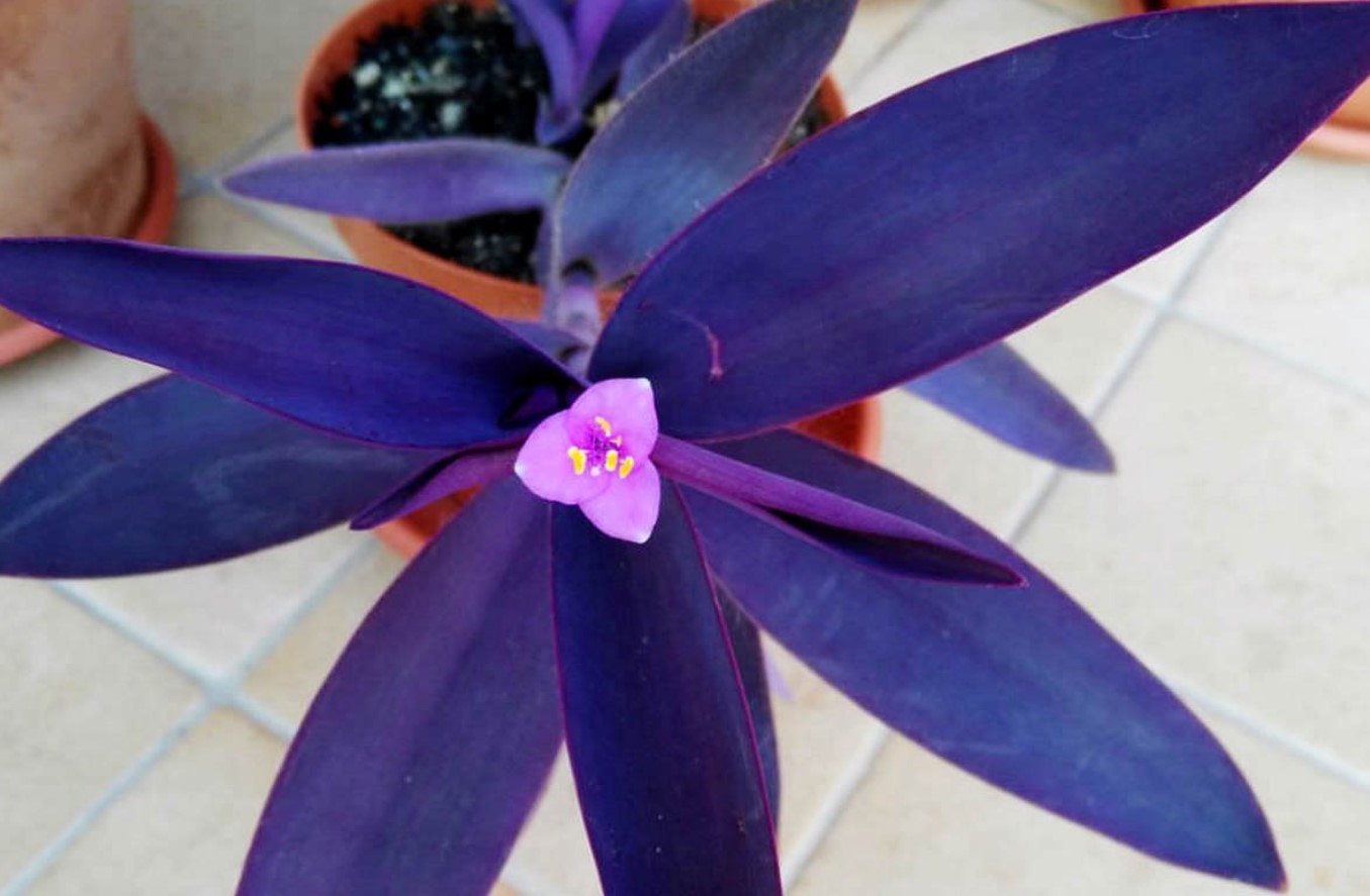 Setcreasea purpurea