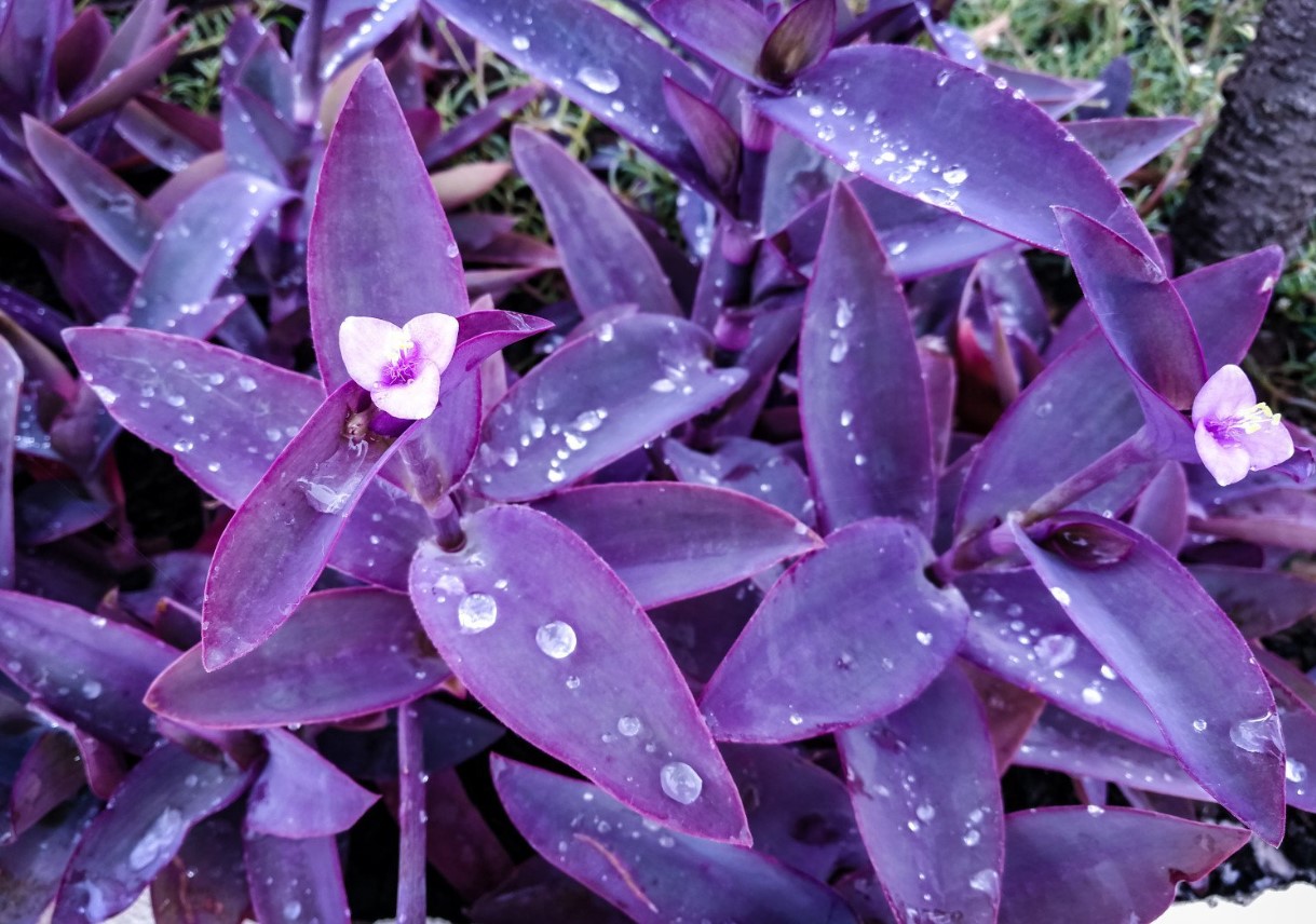 Setcreasea purpurea