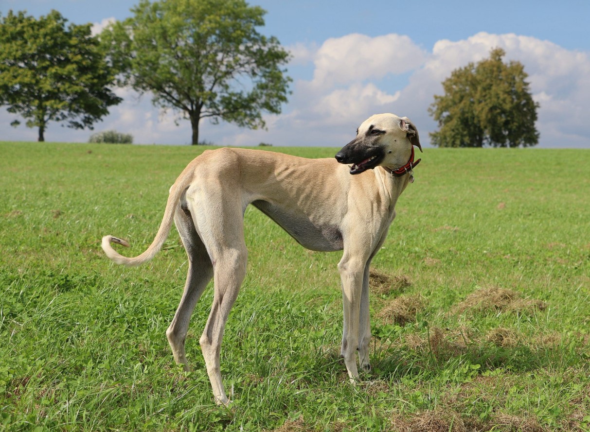 En uddøende race: I Afrika forsøger hundeejere at redde en gammel ørkenhund