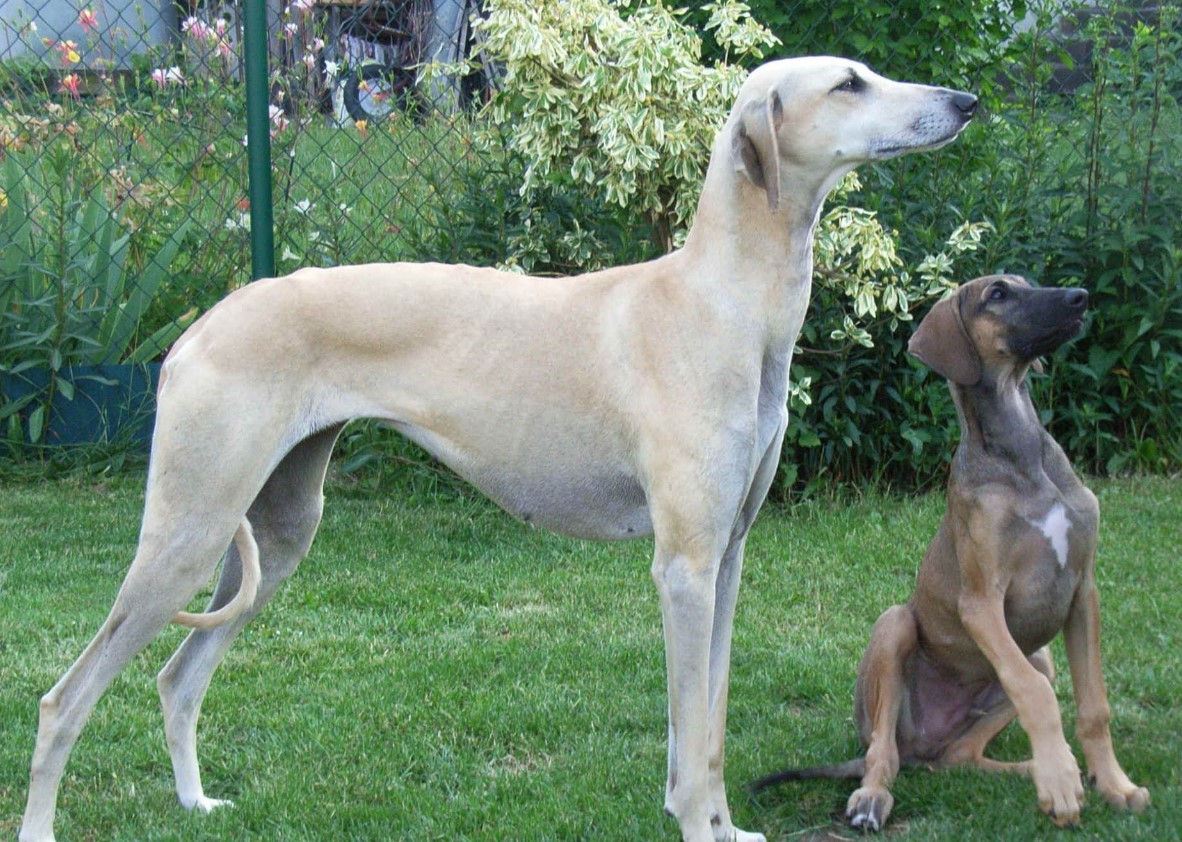 En uddøende race: I Afrika forsøger hundeejere at redde en gammel ørkenhund