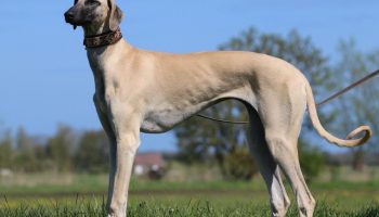 En uddøende race: I Afrika forsøger hundeejere at redde en gammel ørkenhund