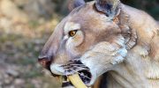 Sabeltandede tigre forsvandt på grund af en naturlig fejl