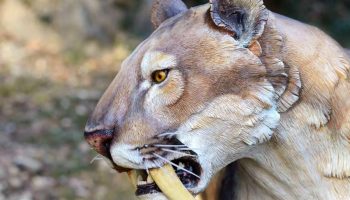 Sabeltandede tigre forsvandt på grund af en naturlig fejl