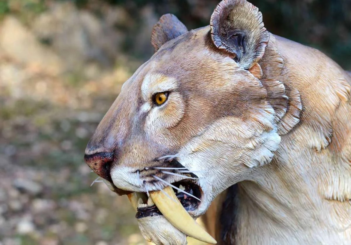 Sabeltandede tigre forsvandt på grund af en naturlig fejl