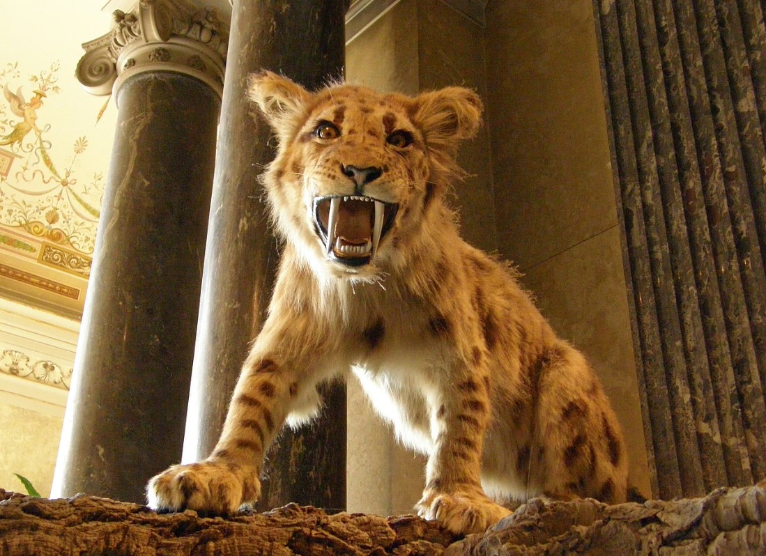 Sabeltandede tigre forsvandt på grund af en naturlig fejl