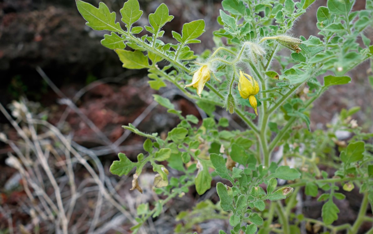 Solanum galapagense