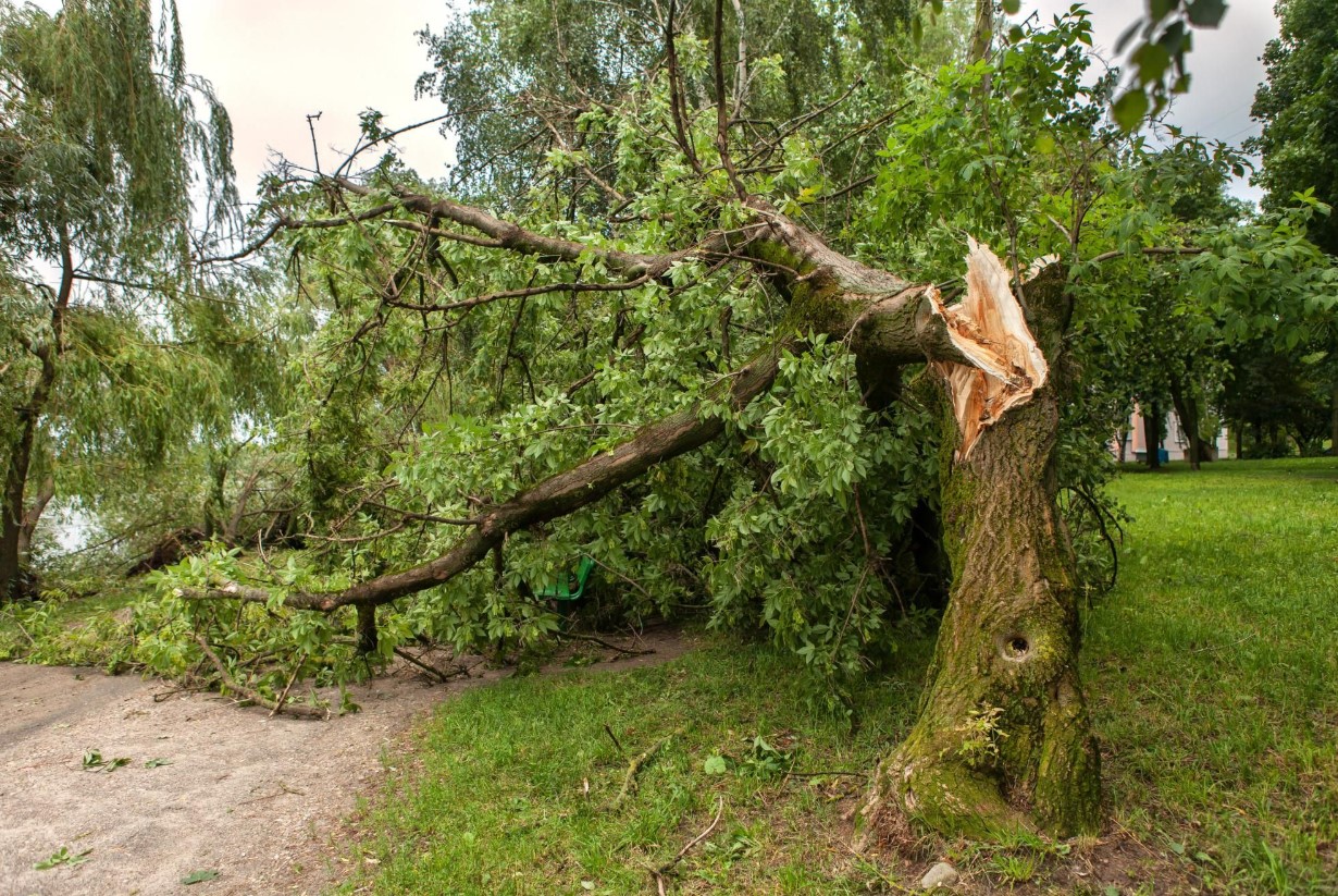 Sommerstorme knækker træer. Hvornår kan du fælde træer uden tilladelse ifølge en grøn ekspert