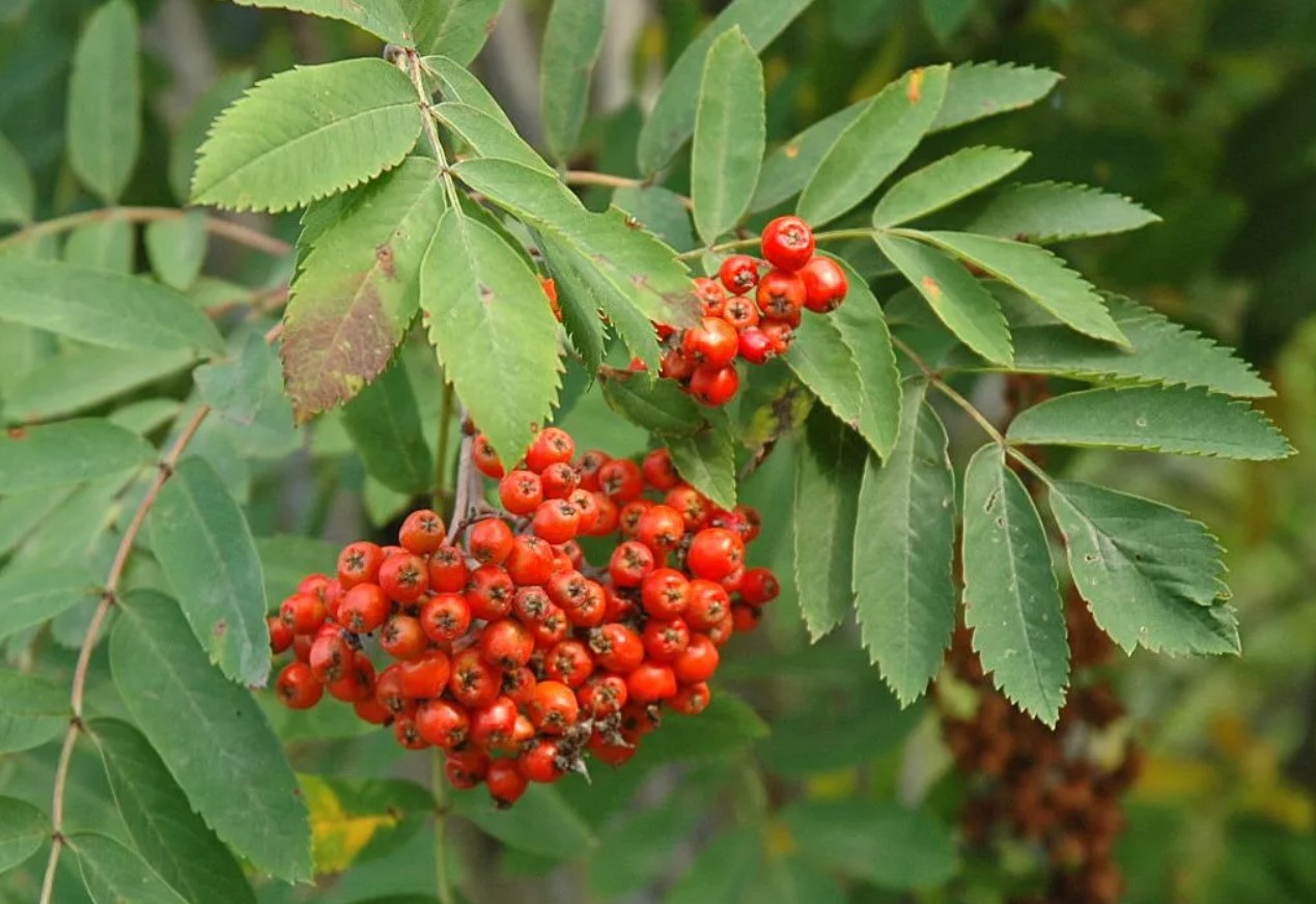 Sorbus aucuparia