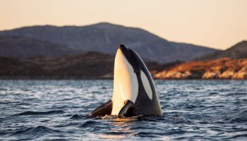 Hvorfor disse spækhuggere (igen) har laks på hovedet