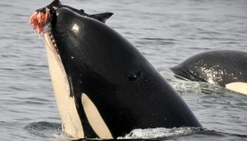 Spækhuggere er ikke, hvad de giver sig ud for at være: sandheden om dræberdelfinerne