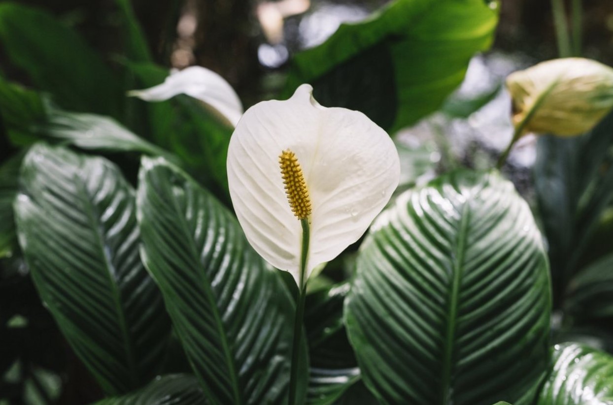 Hæld det ikke ud i vasken, men giv det til din spathiphyllum. De saftige grønne blade er begyndelsen