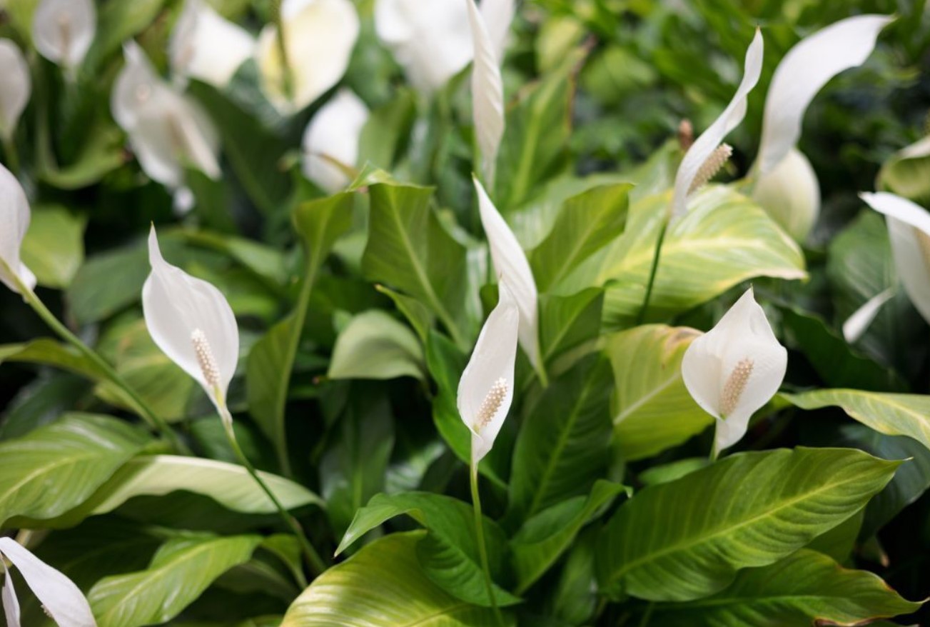 Hæld det ikke ud i vasken, men giv det til din spathiphyllum. De saftige grønne blade er begyndelsen