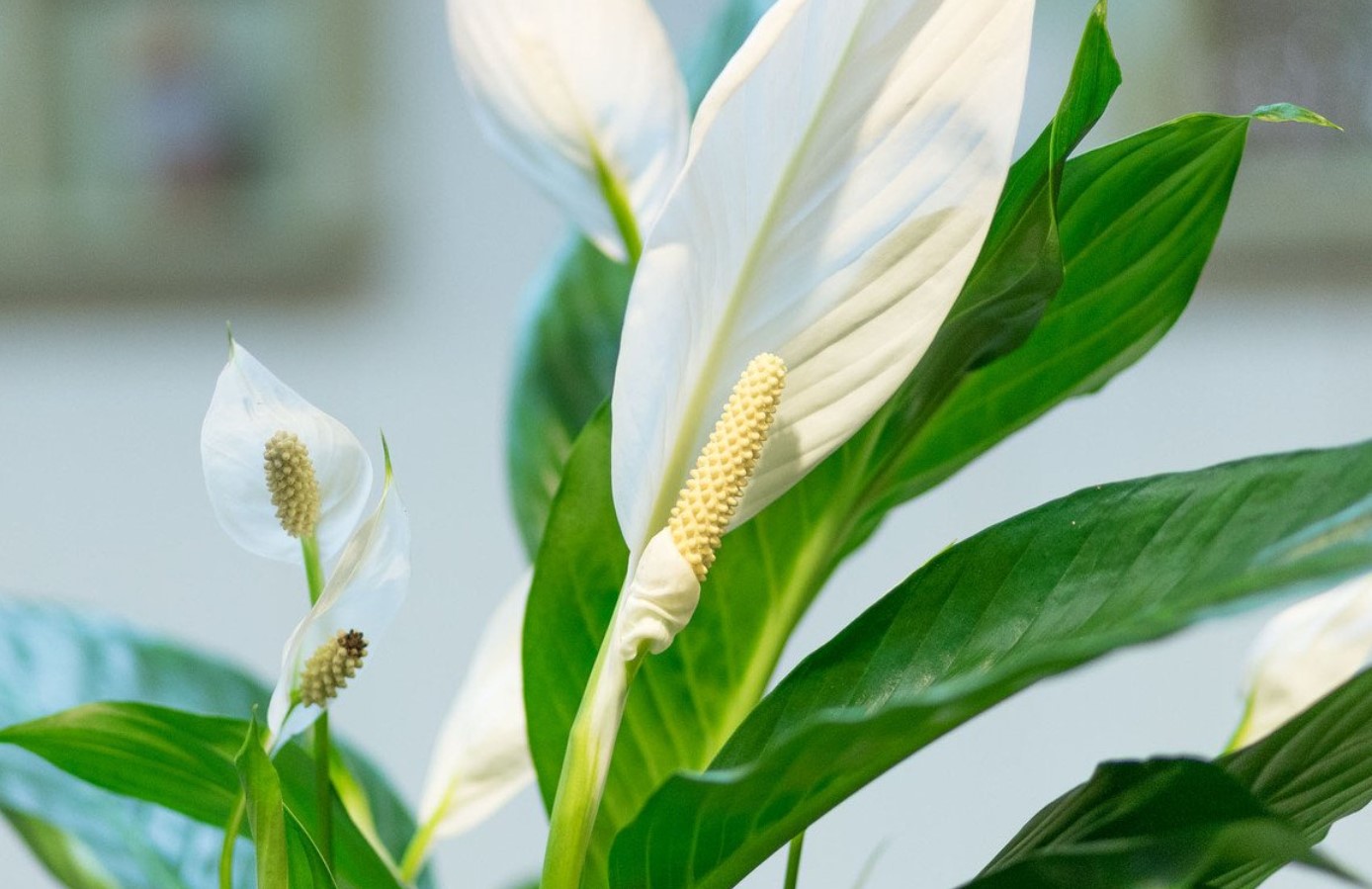 Hæld det ikke ud i vasken, men giv det til din spathiphyllum. De saftige grønne blade er begyndelsen