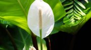Hæld det ikke ud i vasken, men giv det til din spathiphyllum. De saftige grønne blade er begyndelsen