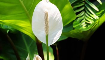 Hæld det ikke ud i vasken, men giv det til din spathiphyllum. De saftige grønne blade er begyndelsen