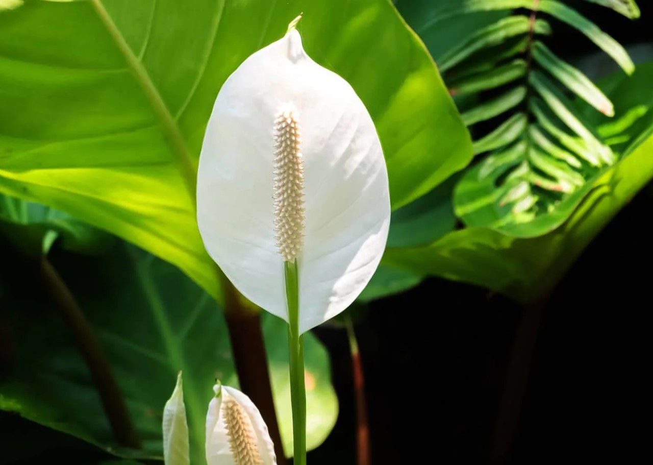 Hæld det ikke ud i vasken, men giv det til din spathiphyllum. De saftige grønne blade er begyndelsen