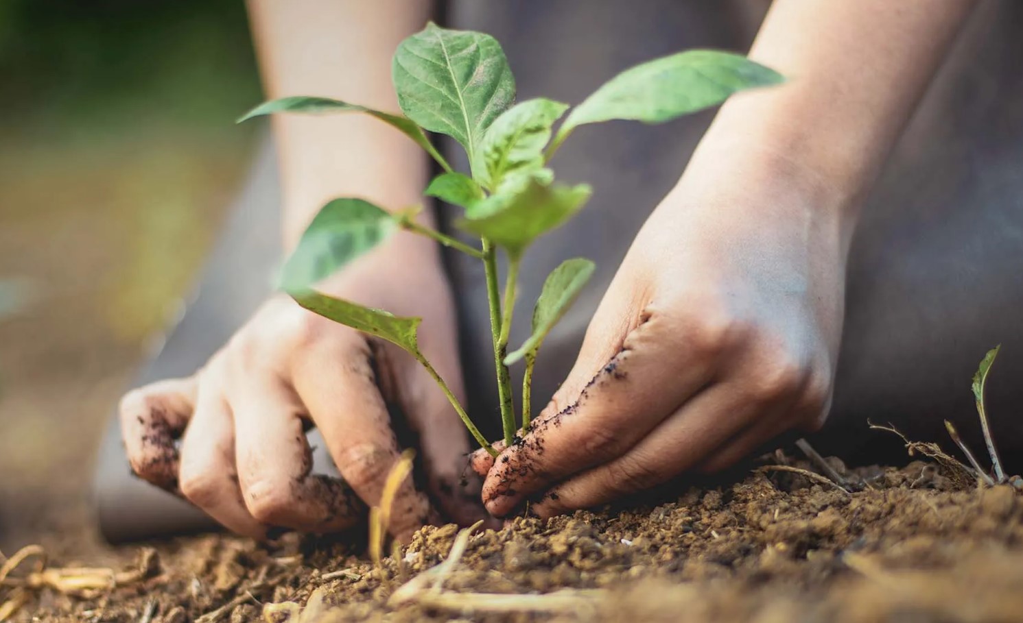 Bæredygtig havearbejde: klimavenlige ideer til haven