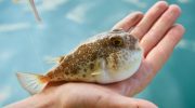 Den japanske fisk fugu: hvordan en harmløs pigfisk blev en ret for frivillig selvmord