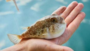 Den japanske fisk fugu: hvordan en harmløs pigfisk blev en ret for frivillig selvmord