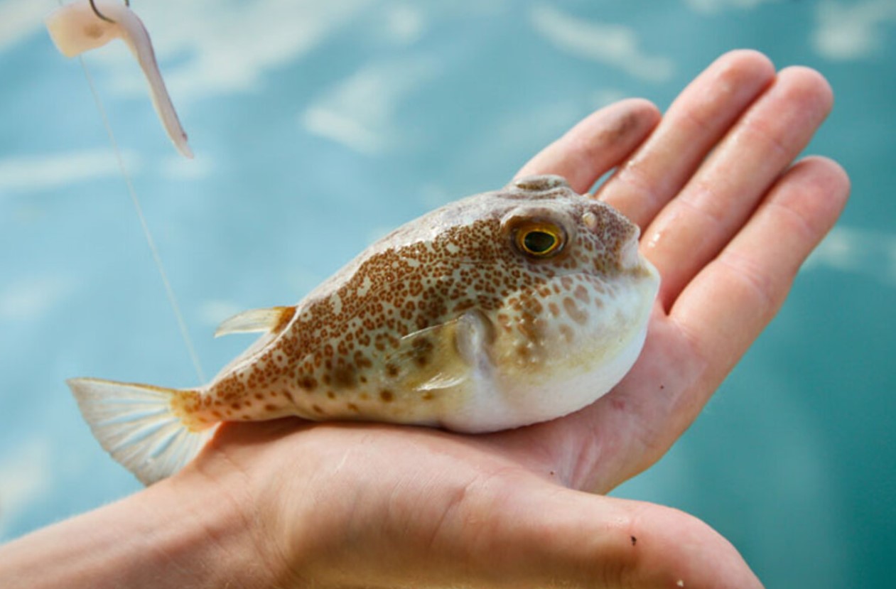 Den japanske fisk fugu: hvordan en harmløs pigfisk blev en ret for frivillig selvmord