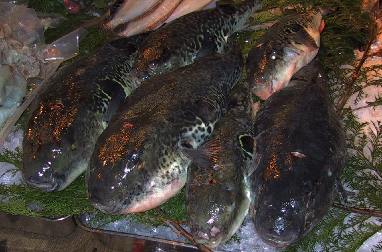 Den japanske fisk fugu: hvordan en harmløs pigfisk blev en ret for frivillig selvmord